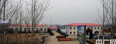 梁河縣茶葉品牌 從原產地到市場，探秘茶葉產業鏈與茶具銷售